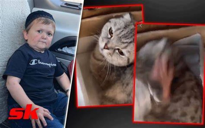 “Grown men can catch grown hands”: Hasbulla cat abuse video sparks outrage online