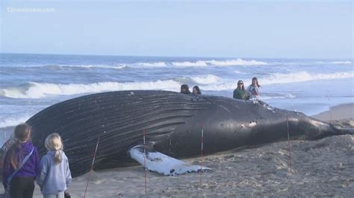 
Jersey Shore’s 7th Dead Whale “Terrible News on Top of Bad News” 