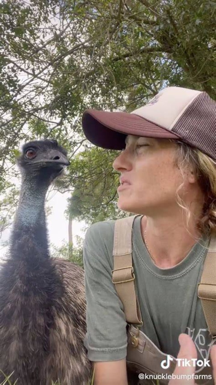 Knuckle Bump Farms Viral Video On Tiktok, What Is Emmanuel The Emu Sensation All About?
