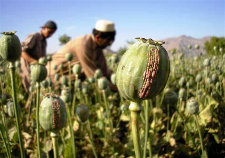 
Over 1,000 kg poppy straw seized in MP 