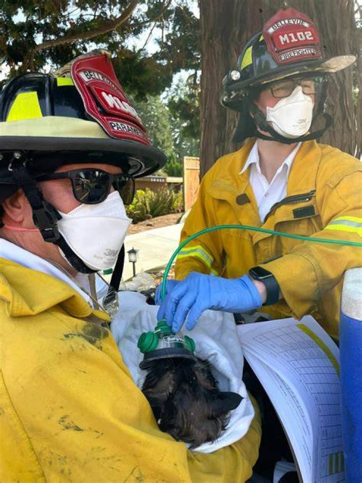 
Wash. Firefighters Save David Hasselfluff the Cat from Blaze with the Help of a Pet Oxygen Mask 